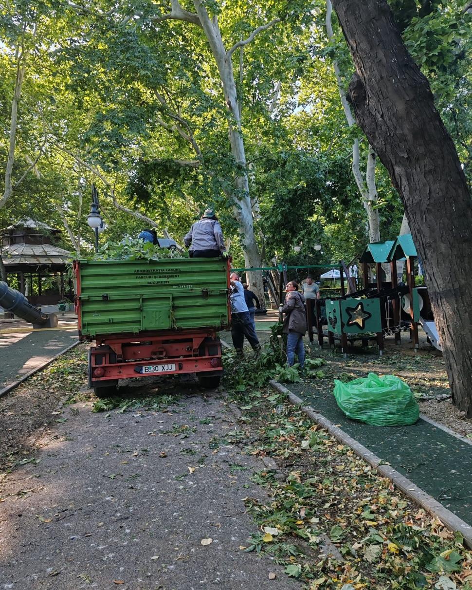 Frasinul secular din Cișmigiu a fost rupt de vijelia din București. Se fac eforturi pentru salvarea glicinei: „A fost grav afectată” 990767