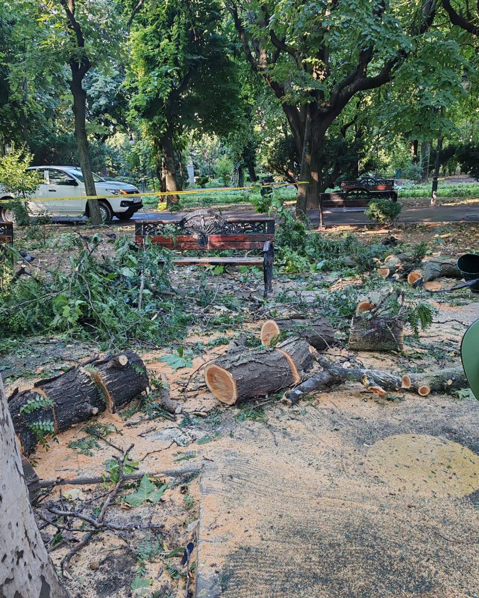 Frasinul secular din Cișmigiu a fost rupt de vijelia din București. Se fac eforturi pentru salvarea glicinei: „A fost grav afectată” 990768