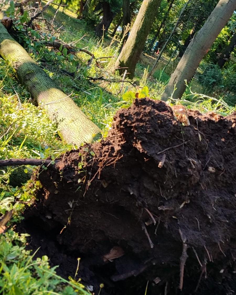 Frasinul secular din Cișmigiu a fost rupt de vijelia din București. Se fac eforturi pentru salvarea glicinei: „A fost grav afectată” 990771