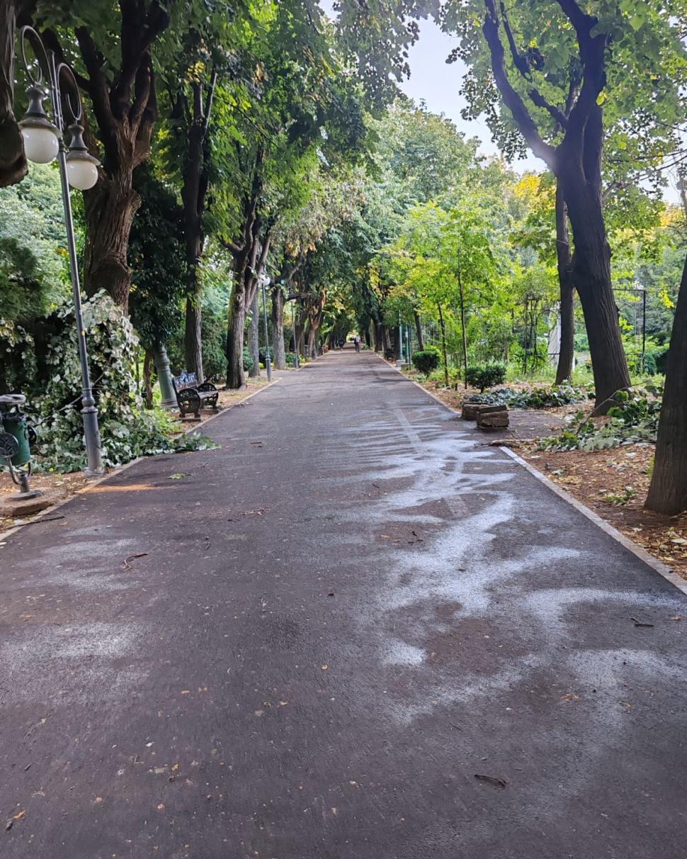 Frasinul secular din Cișmigiu a fost rupt de vijelia din București. Se fac eforturi pentru salvarea glicinei: „A fost grav afectată” 990772