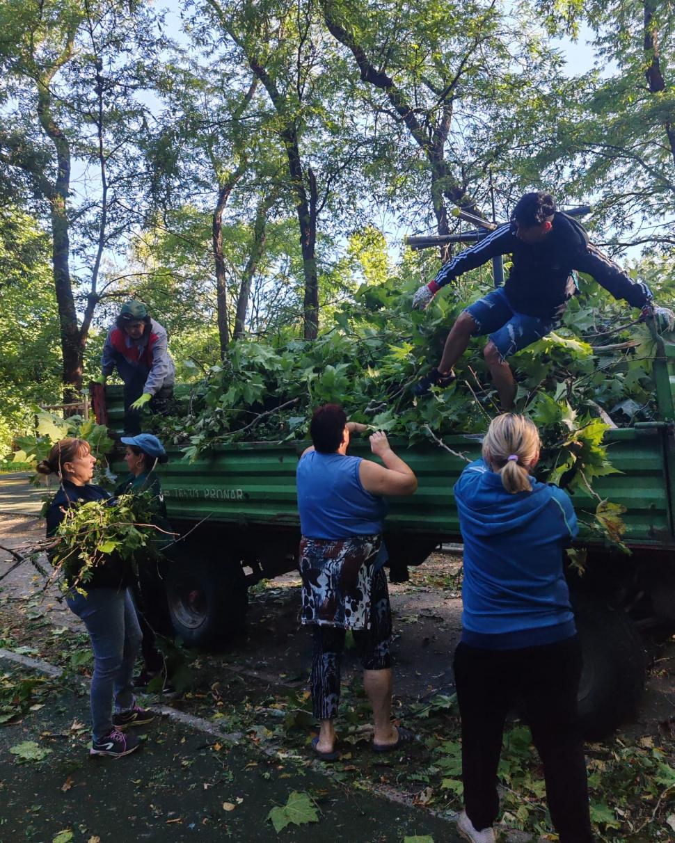 Frasinul secular din Cișmigiu a fost rupt de vijelia din București. Se fac eforturi pentru salvarea glicinei: „A fost grav afectată” 990773