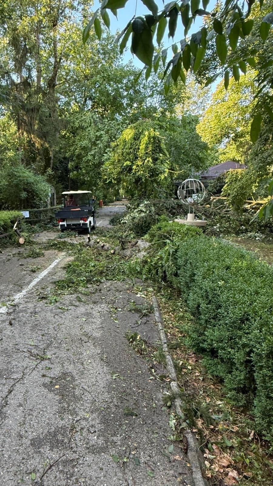 Grădina Zoologică Bucureşti se închide temporar, după furtuna de joi: „A suferit mai multe pagube”. Când va fi redeschisă 990949