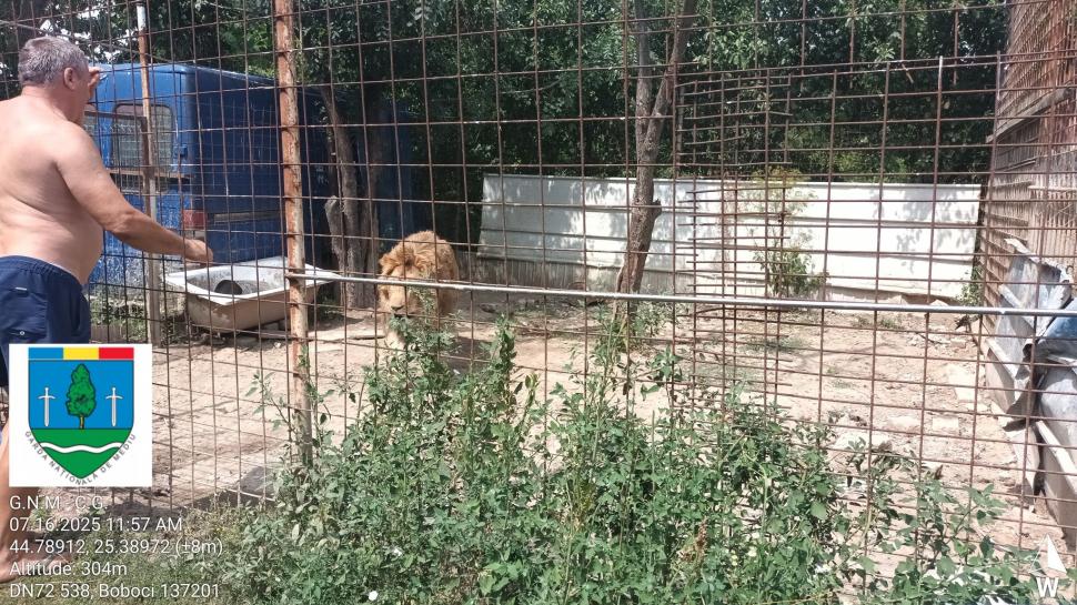 Un bărbat din Dâmbovița și-a făcut zoo ilegal în curte, cu pui de tigru, urși și maimuțe. Garda de Mediu s-a dus peste el 990852