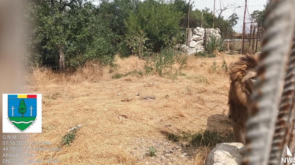 Un bărbat din Dâmbovița și-a făcut zoo ilegal în curte, cu pui de tigru, urși și maimuțe. Garda de Mediu s-a dus peste el 990854