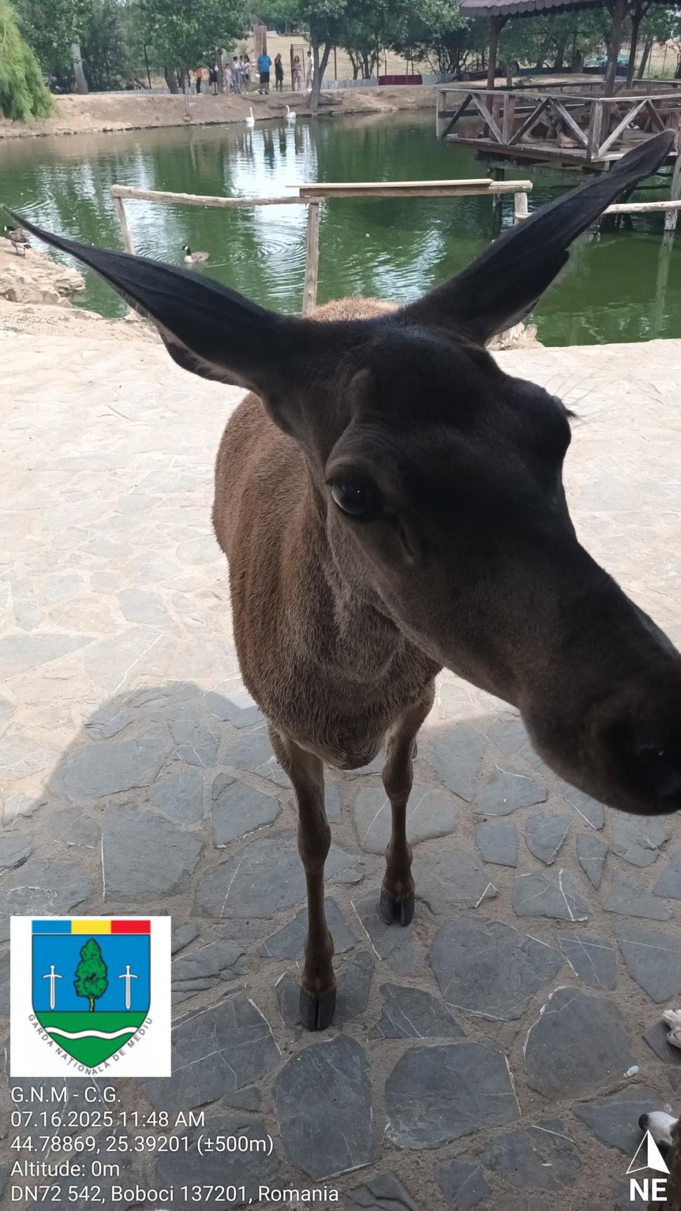 Un bărbat din Dâmbovița și-a făcut zoo ilegal în curte, cu pui de tigru, urși și maimuțe. Garda de Mediu s-a dus peste el 990855