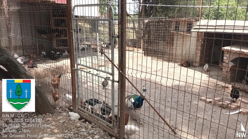 Un bărbat din Dâmbovița și-a făcut zoo ilegal în curte, cu pui de tigru, urși și maimuțe. Garda de Mediu s-a dus peste el 990857