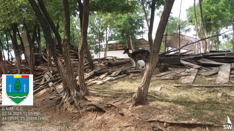 Un bărbat din Dâmbovița și-a făcut zoo ilegal în curte, cu pui de tigru, urși și maimuțe. Garda de Mediu s-a dus peste el 990858