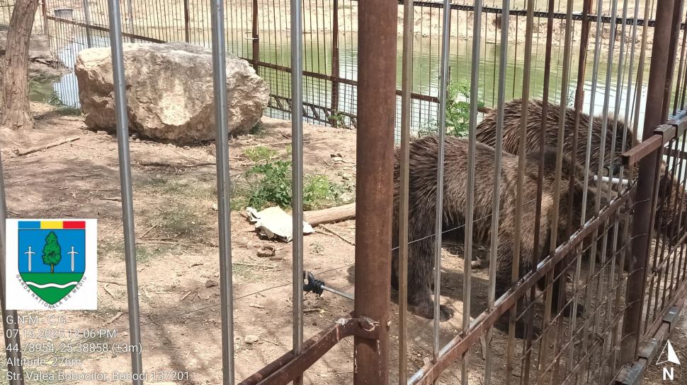 Un bărbat din Dâmbovița și-a făcut zoo ilegal în curte, cu pui de tigru, urși și maimuțe. Garda de Mediu s-a dus peste el 990859