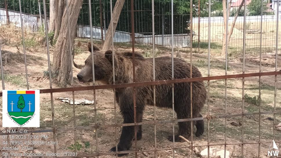 Un bărbat din Dâmbovița și-a făcut zoo ilegal în curte, cu pui de tigru, urși și maimuțe. Garda de Mediu s-a dus peste el 990862