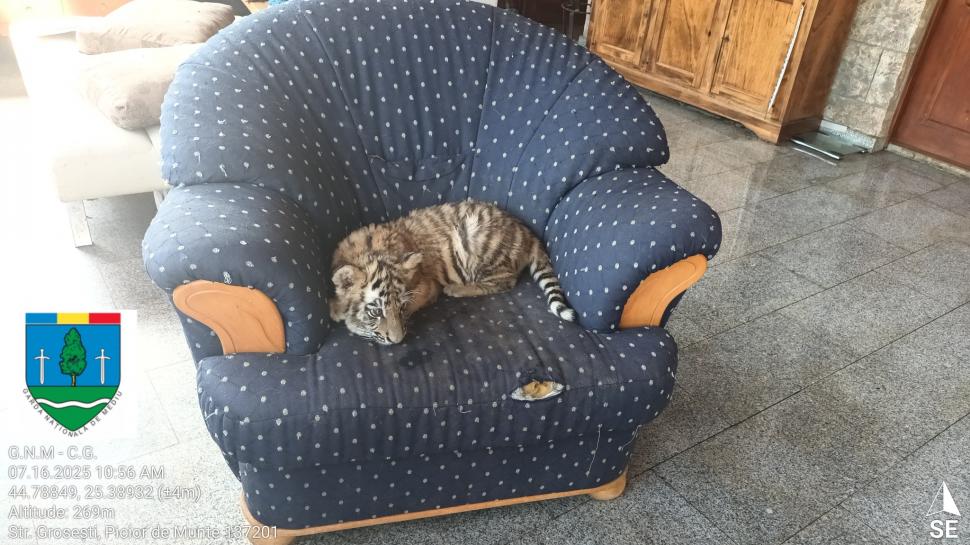 Un bărbat din Dâmbovița și-a făcut zoo ilegal în curte, cu pui de tigru, urși și maimuțe. Garda de Mediu s-a dus peste el 990865