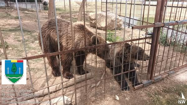 Un bărbat din Dâmbovița și-a făcut zoo ilegal în curte, cu pui de tigru, urși și maimuțe. Garda de Mediu s-a dus peste el 990866