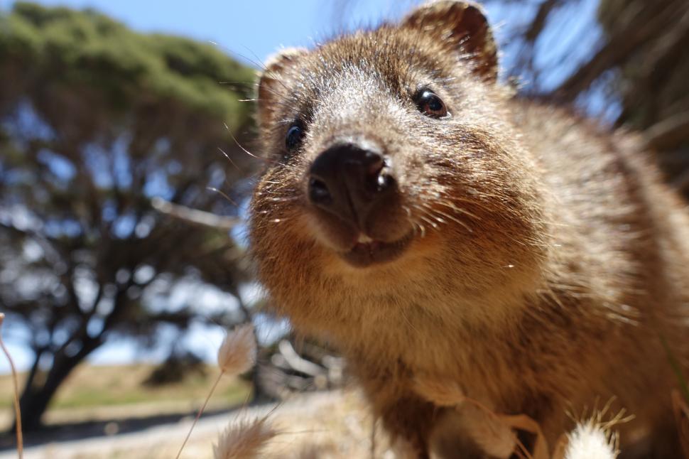 A fost botezat „cel mai fericit animal din lume”. Cum arată quokka: Până și Roger Federer și-a făcut selfie cu blănosul care zâmbește 989798