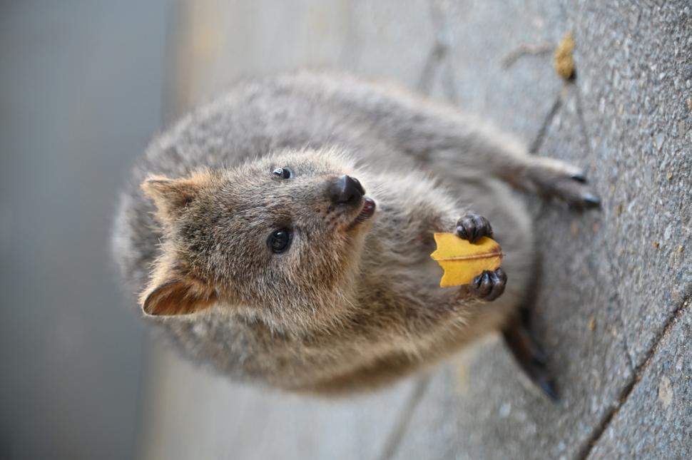 A fost botezat „cel mai fericit animal din lume”. Cum arată quokka: Până și Roger Federer și-a făcut selfie cu blănosul care zâmbește 989799