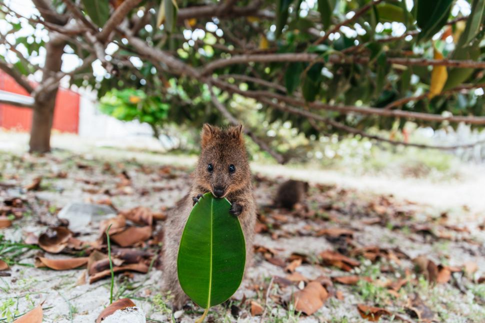 A fost botezat „cel mai fericit animal din lume”. Cum arată quokka: Până și Roger Federer și-a făcut selfie cu blănosul care zâmbește 989801