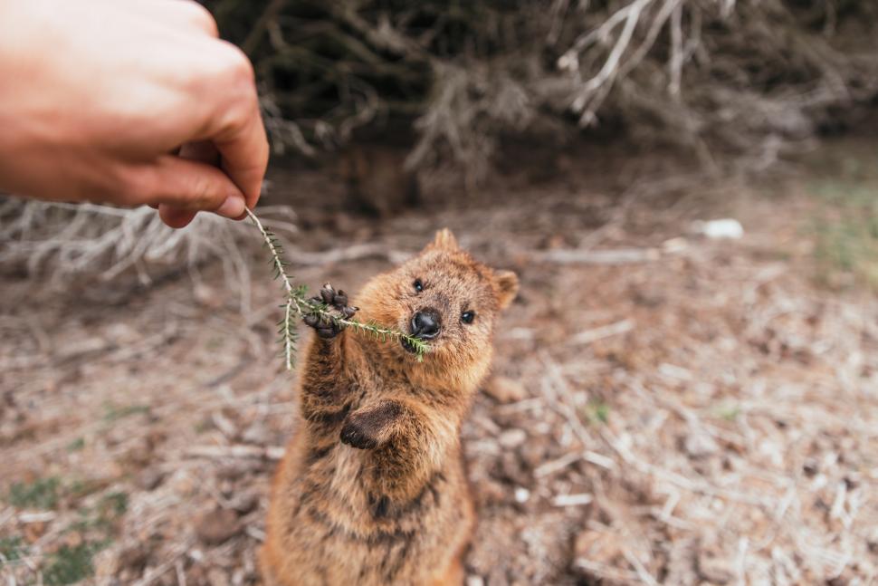 A fost botezat „cel mai fericit animal din lume”. Cum arată quokka: Până și Roger Federer și-a făcut selfie cu blănosul care zâmbește 989802