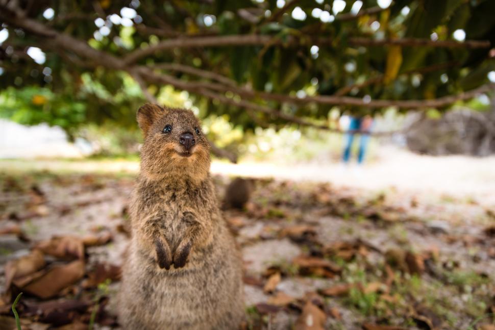 A fost botezat „cel mai fericit animal din lume”. Cum arată quokka: Până și Roger Federer și-a făcut selfie cu blănosul care zâmbește 989803