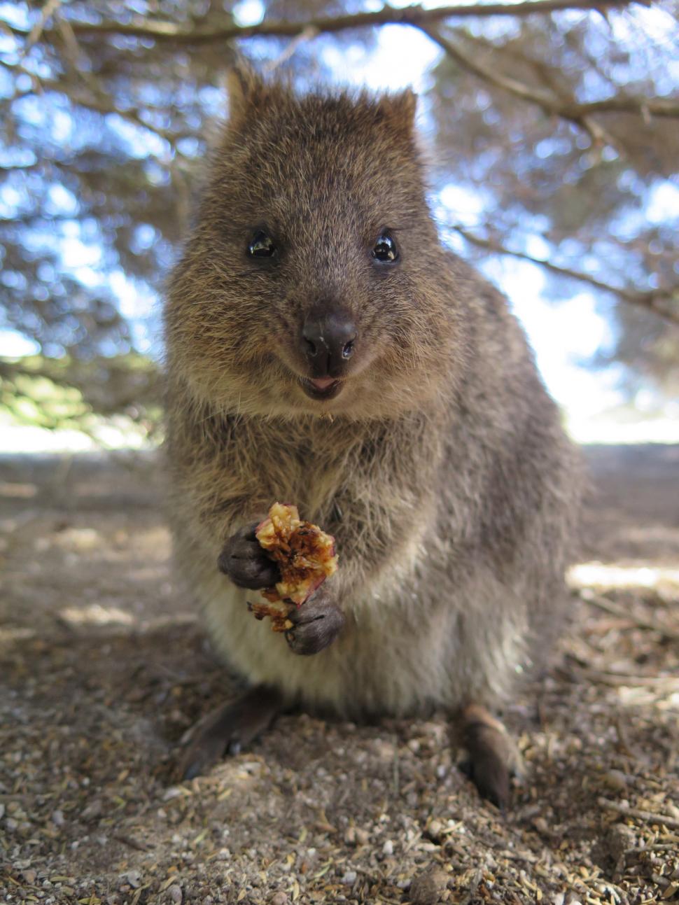 A fost botezat „cel mai fericit animal din lume”. Cum arată quokka: Până și Roger Federer și-a făcut selfie cu blănosul care zâmbește 989804