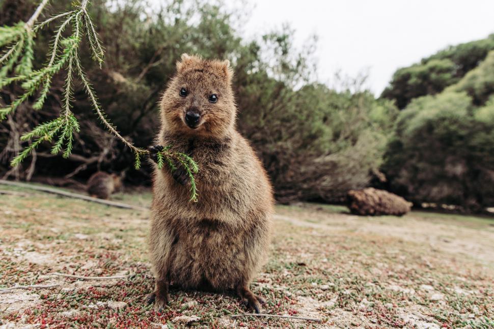 A fost botezat „cel mai fericit animal din lume”. Cum arată quokka: Până și Roger Federer și-a făcut selfie cu blănosul care zâmbește 989806