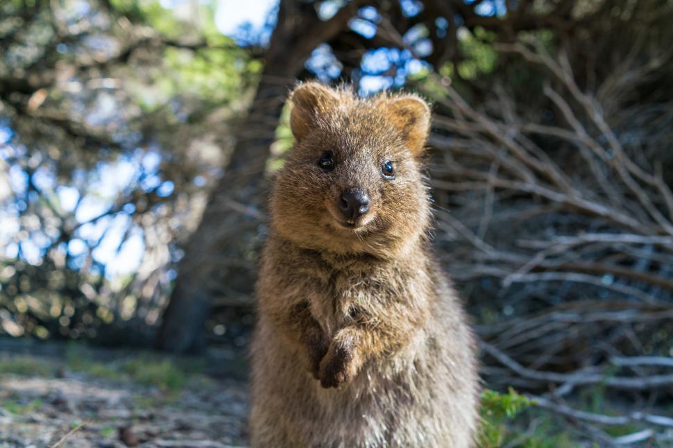 A fost botezat „cel mai fericit animal din lume”. Cum arată quokka: Până și Roger Federer și-a făcut selfie cu blănosul care zâmbește 989807