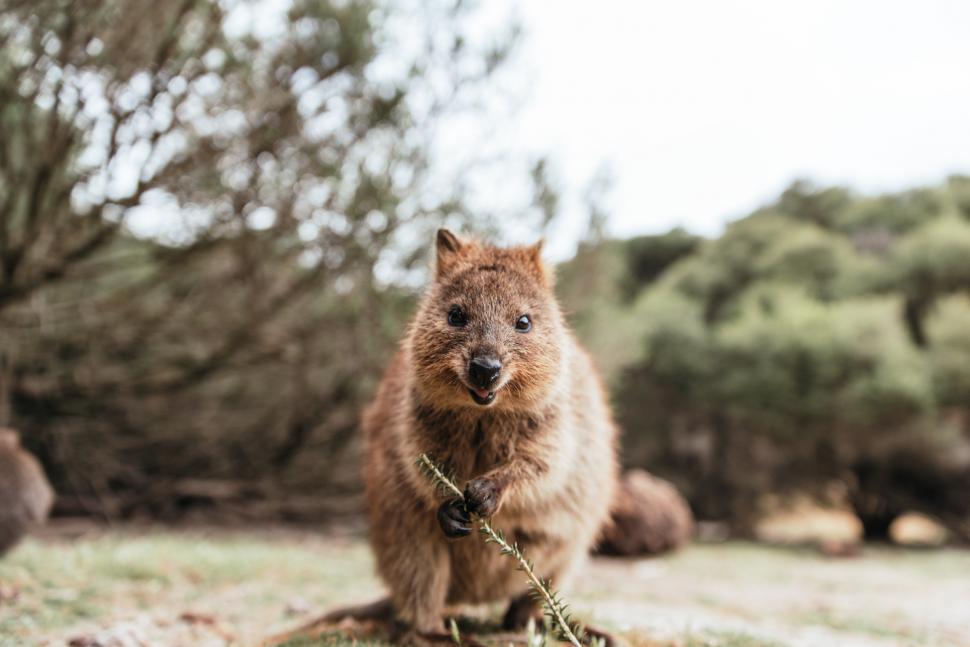 A fost botezat „cel mai fericit animal din lume”. Cum arată quokka: Până și Roger Federer și-a făcut selfie cu blănosul care zâmbește 989809