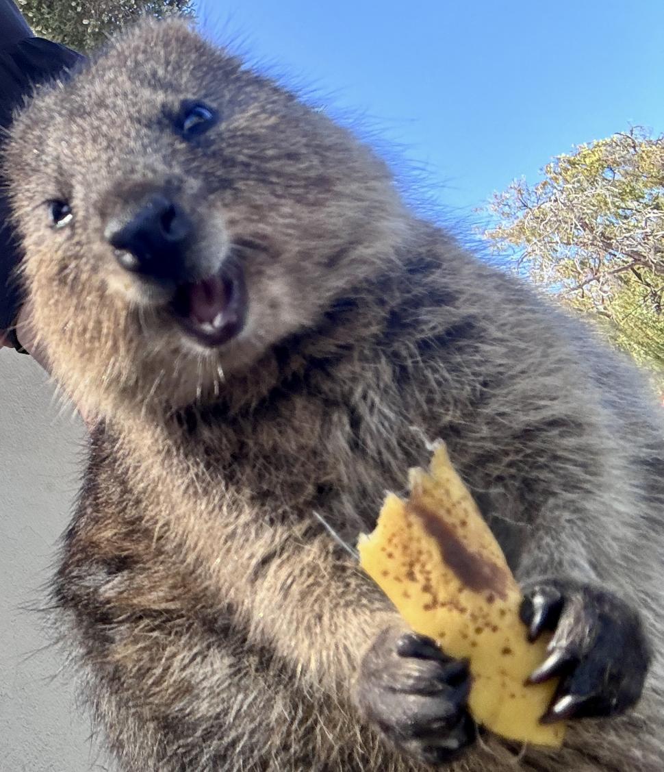 A fost botezat „cel mai fericit animal din lume”. Cum arată quokka: Până și Roger Federer și-a făcut selfie cu blănosul care zâmbește 989811