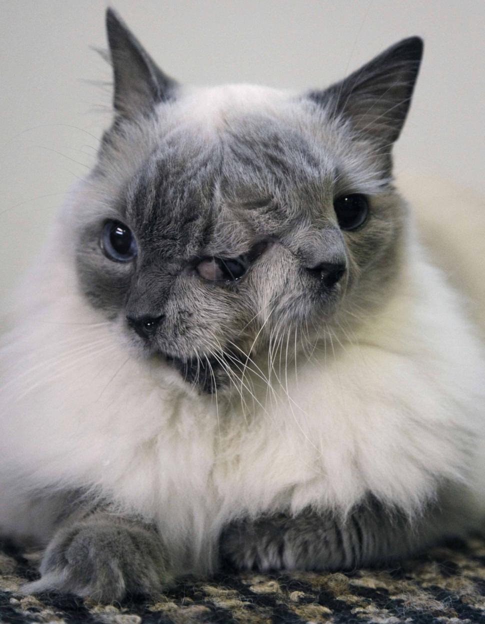 Povestea fascinantă a pisicii „cu două fețe”. Frank și Louie s-a născut cu două guri și trei ochi 991072