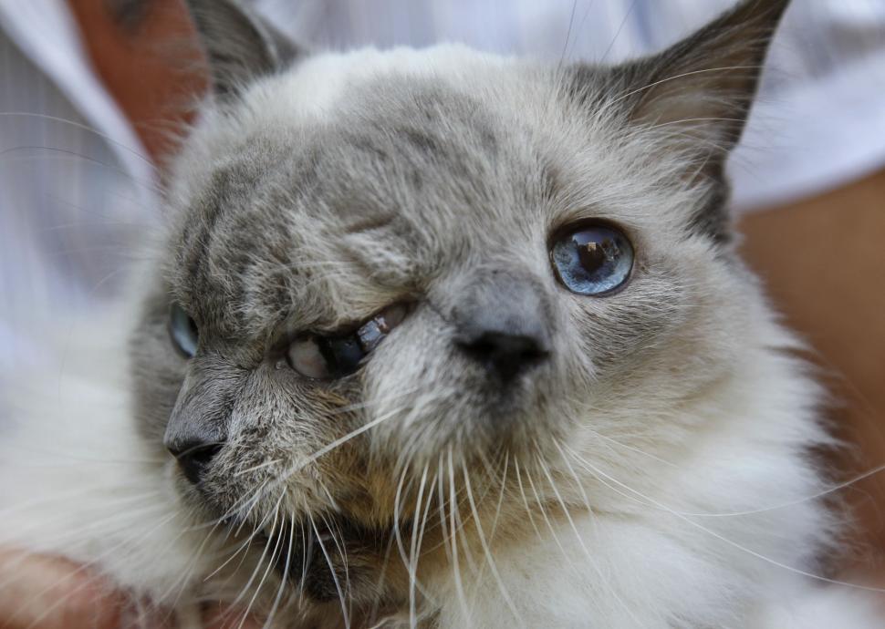 Povestea fascinantă a pisicii „cu două fețe”. Frank și Louie s-a născut cu două guri și trei ochi 991073