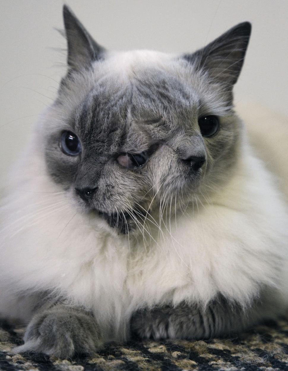 Povestea fascinantă a pisicii „cu două fețe”. Frank și Louie s-a născut cu două guri și trei ochi 991074