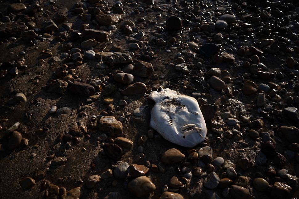 Dezastru ecologic: 14.000 de animale din 400 de specii au fost ucise de alge toxice care se extind cu o viteză amețitoare 991769