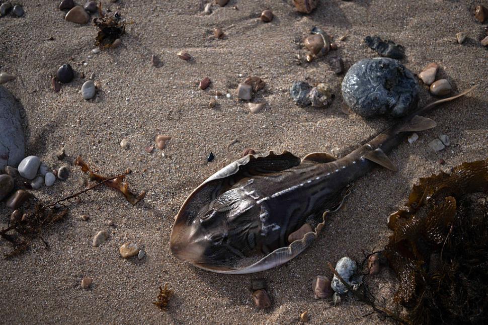 Dezastru ecologic: 14.000 de animale din 400 de specii au fost ucise de alge toxice care se extind cu o viteză amețitoare 991770