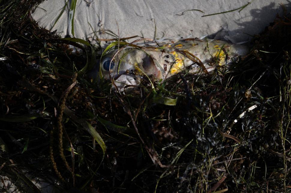 Dezastru ecologic: 14.000 de animale din 400 de specii au fost ucise de alge toxice care se extind cu o viteză amețitoare 991771