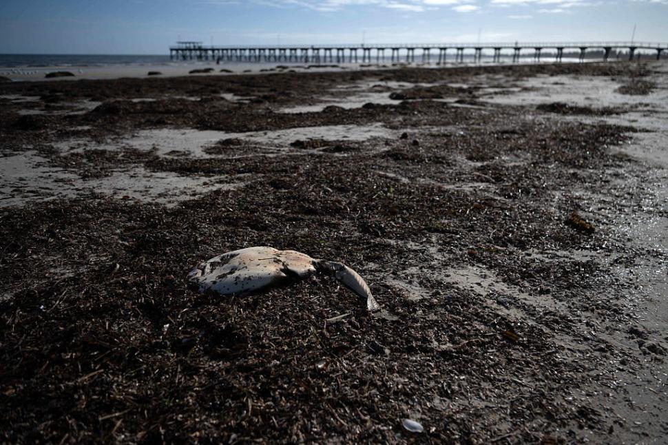 Dezastru ecologic: 14.000 de animale din 400 de specii au fost ucise de alge toxice care se extind cu o viteză amețitoare 991772