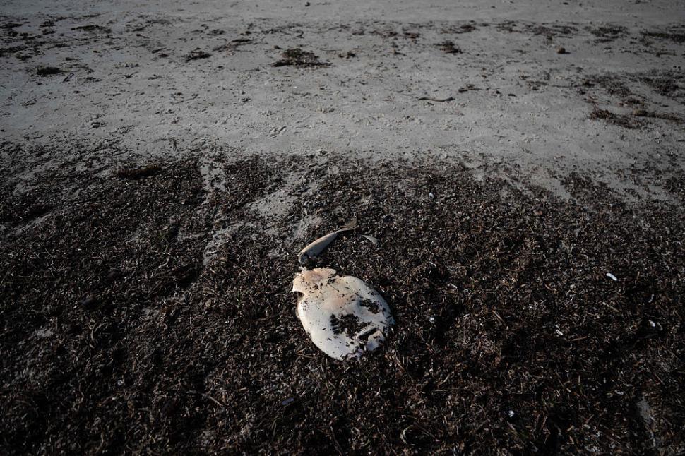 Dezastru ecologic: 14.000 de animale din 400 de specii au fost ucise de alge toxice care se extind cu o viteză amețitoare 991773