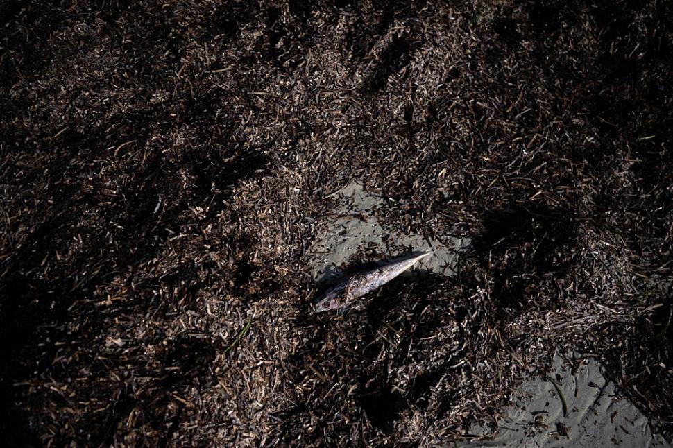 Dezastru ecologic: 14.000 de animale din 400 de specii au fost ucise de alge toxice care se extind cu o viteză amețitoare 991774