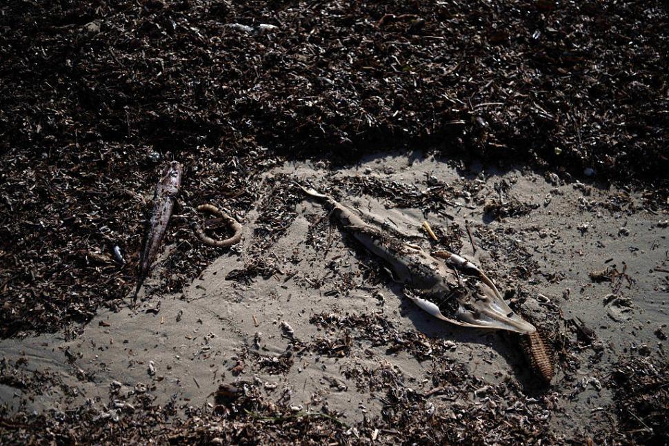 Dezastru ecologic: 14.000 de animale din 400 de specii au fost ucise de alge toxice care se extind cu o viteză amețitoare 991775