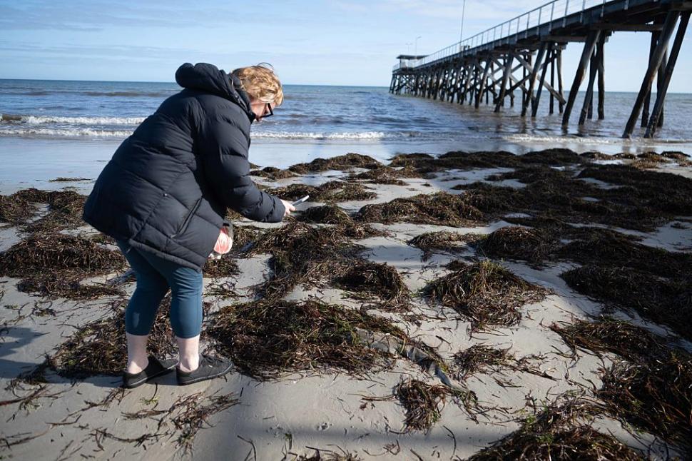 Dezastru ecologic: 14.000 de animale din 400 de specii au fost ucise de alge toxice care se extind cu o viteză amețitoare 991776