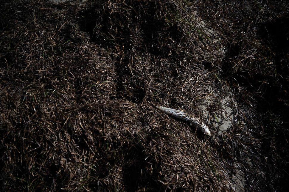 Dezastru ecologic: 14.000 de animale din 400 de specii au fost ucise de alge toxice care se extind cu o viteză amețitoare 991777