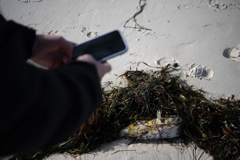 Dezastru ecologic: 14.000 de animale din 400 de specii au fost ucise de alge toxice care se extind cu o viteză amețitoare 991778