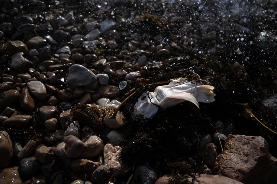 Dezastru ecologic: 14.000 de animale din 400 de specii au fost ucise de alge toxice care se extind cu o viteză amețitoare 991779