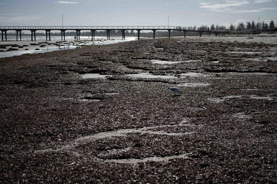 Dezastru ecologic: 14.000 de animale din 400 de specii au fost ucise de alge toxice care se extind cu o viteză amețitoare 991780