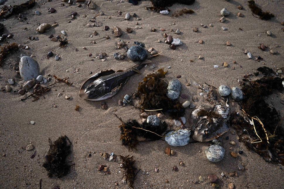 Dezastru ecologic: 14.000 de animale din 400 de specii au fost ucise de alge toxice care se extind cu o viteză amețitoare 991781