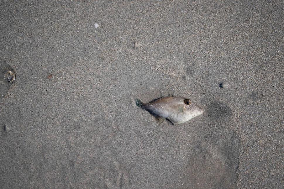 Dezastru ecologic: 14.000 de animale din 400 de specii au fost ucise de alge toxice care se extind cu o viteză amețitoare 991782