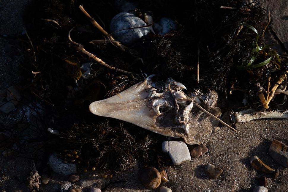 Dezastru ecologic: 14.000 de animale din 400 de specii au fost ucise de alge toxice care se extind cu o viteză amețitoare 991783