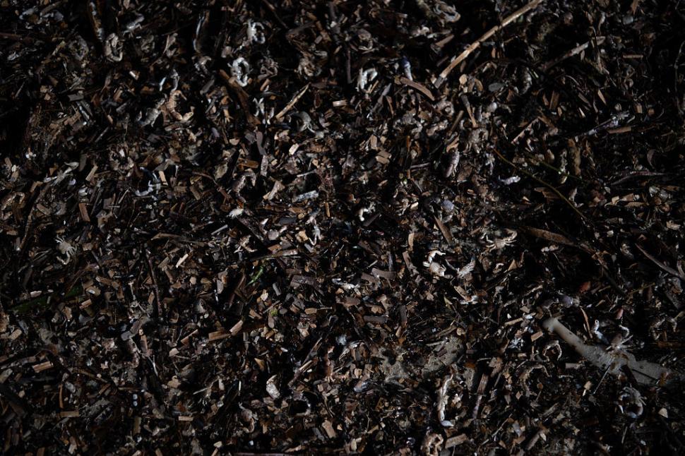 Dezastru ecologic: 14.000 de animale din 400 de specii au fost ucise de alge toxice care se extind cu o viteză amețitoare 991784