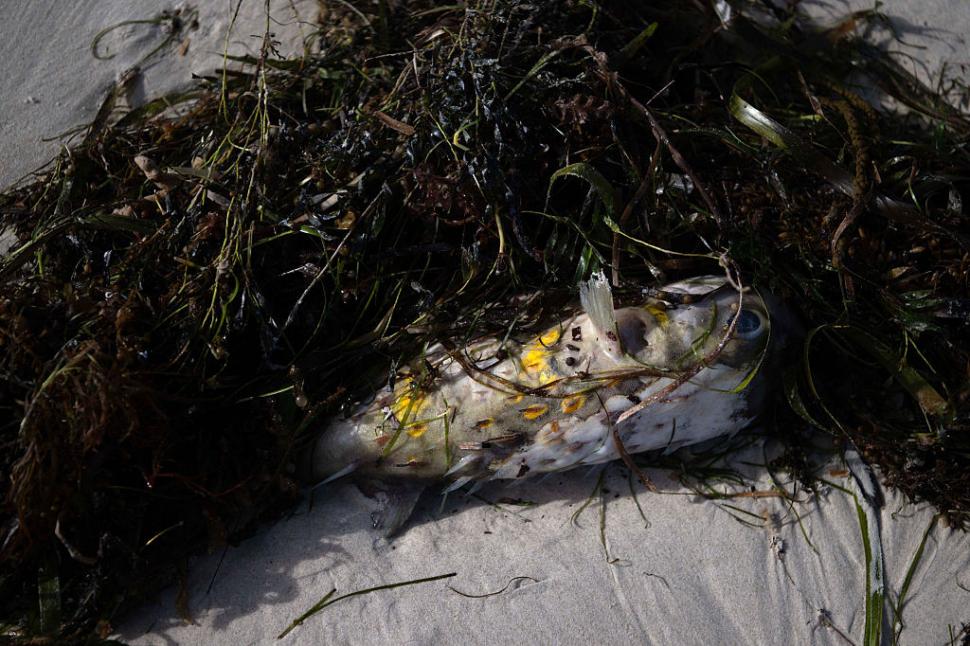 Dezastru ecologic: 14.000 de animale din 400 de specii au fost ucise de alge toxice care se extind cu o viteză amețitoare 991785