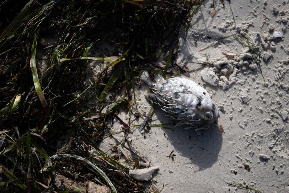 Dezastru ecologic: 14.000 de animale din 400 de specii au fost ucise de alge toxice care se extind cu o viteză amețitoare 991788