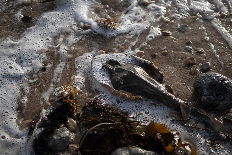 Dezastru ecologic: 14.000 de animale din 400 de specii au fost ucise de alge toxice care se extind cu o viteză amețitoare 991789