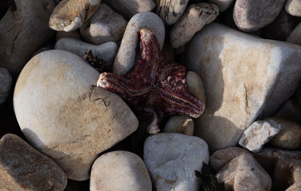 Dezastru ecologic: 14.000 de animale din 400 de specii au fost ucise de alge toxice care se extind cu o viteză amețitoare 991790