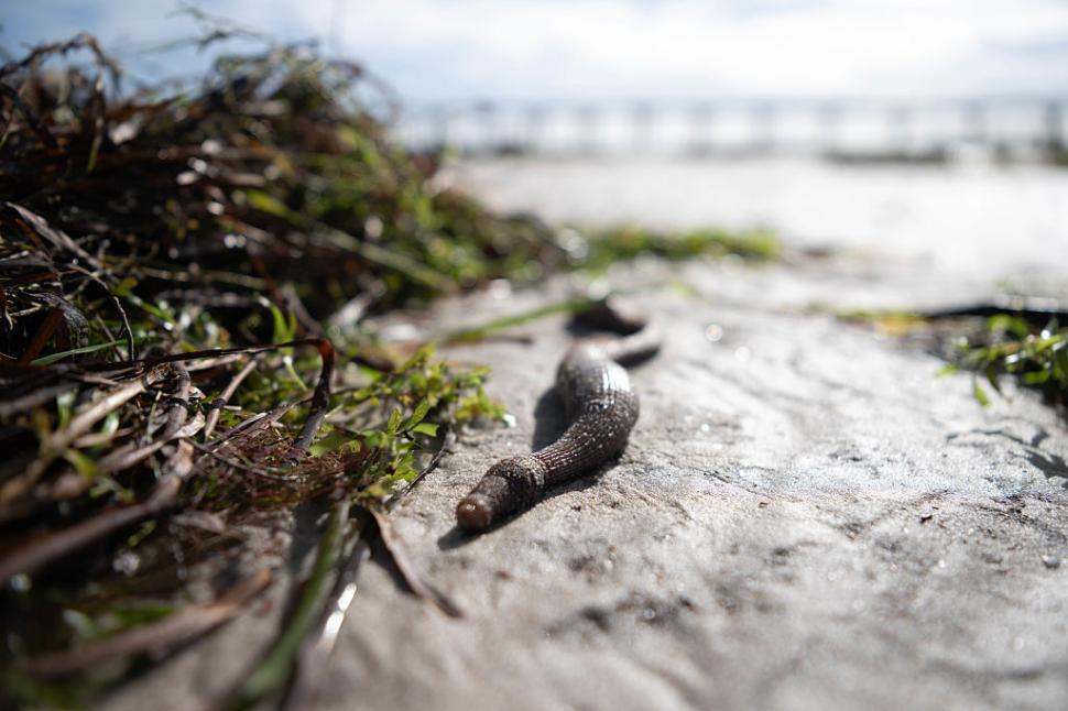 Dezastru ecologic: 14.000 de animale din 400 de specii au fost ucise de alge toxice care se extind cu o viteză amețitoare 991791