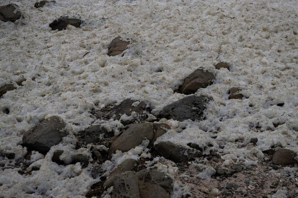 Dezastru ecologic: 14.000 de animale din 400 de specii au fost ucise de alge toxice care se extind cu o viteză amețitoare 991792